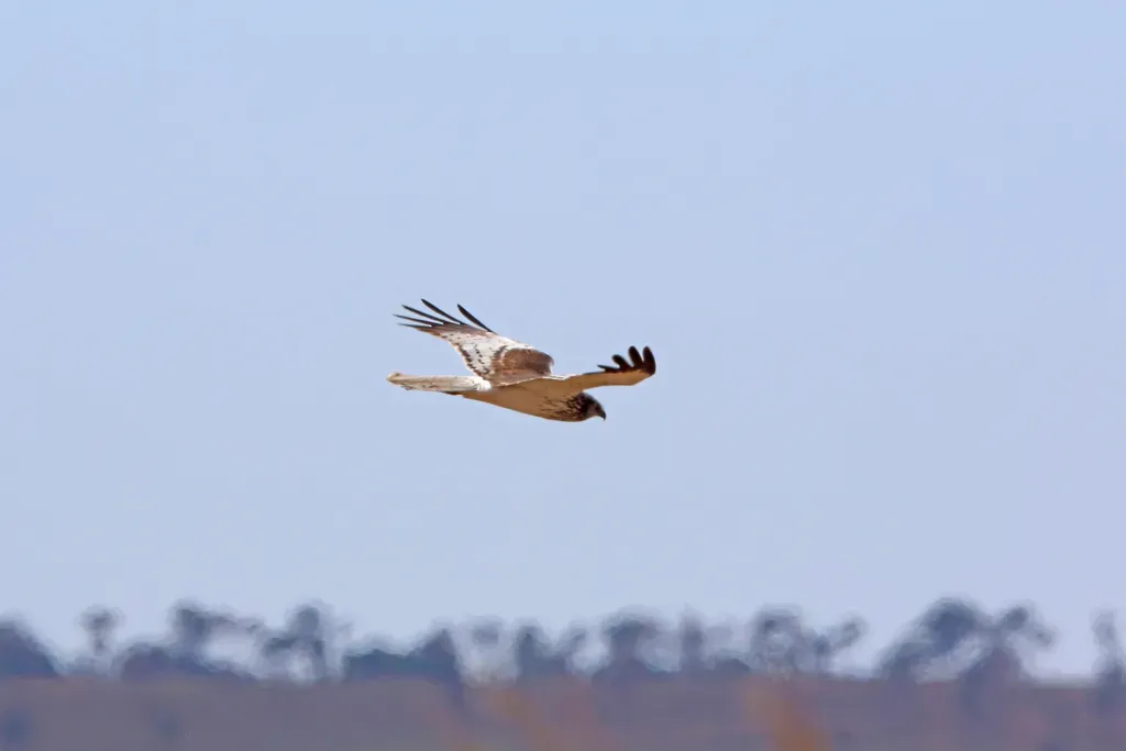 File:Malagasy Harrier (Circus macrosceles).jpg