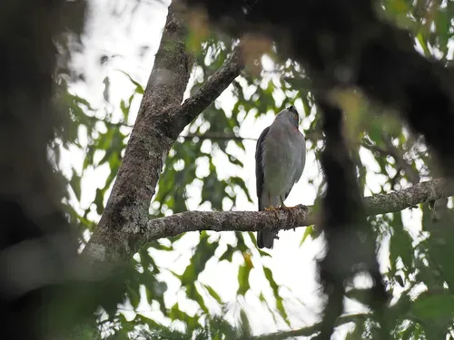 File:Rufous-necked sparrowhawk (Tachyspiza erythrauchen).jpg