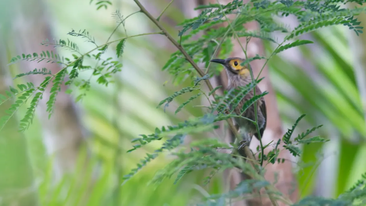 File:Meliphacator provocator iNaturalist 471969155.jpg