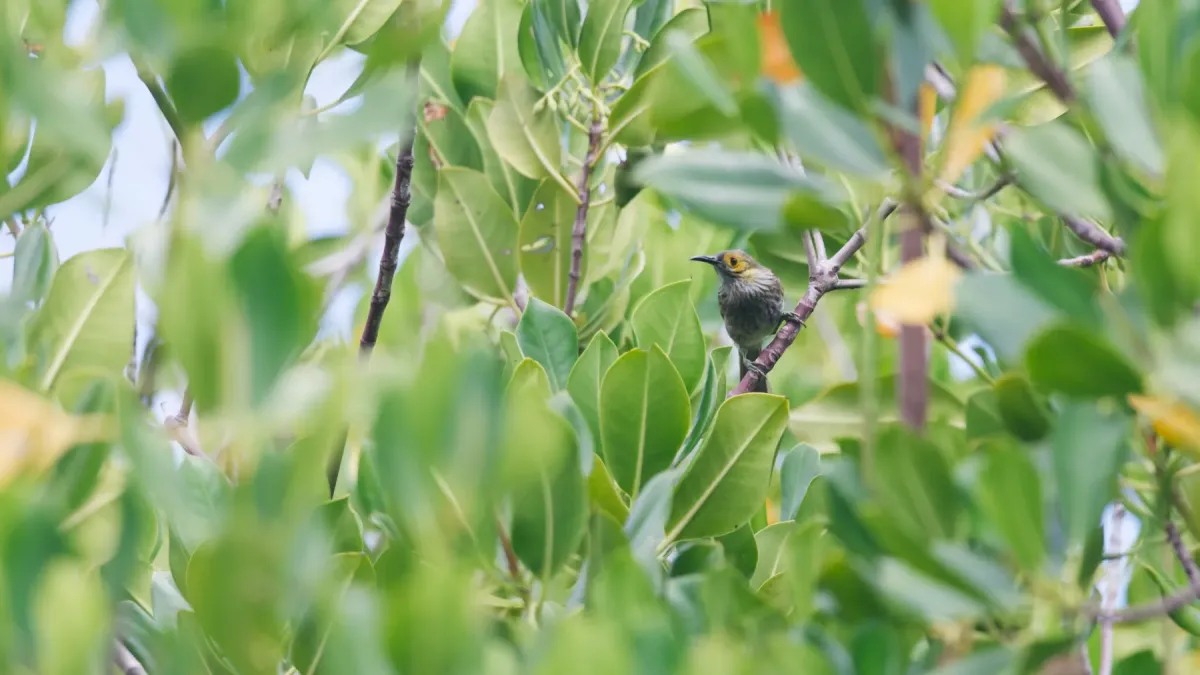 File:Meliphacator provocator iNaturalist 471969262.jpg