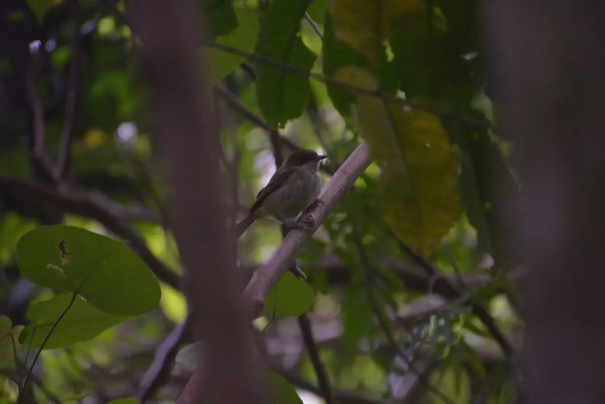 File:Pachycephala chlorura ssp. cucullata iNaturalist 534760964.jpg
