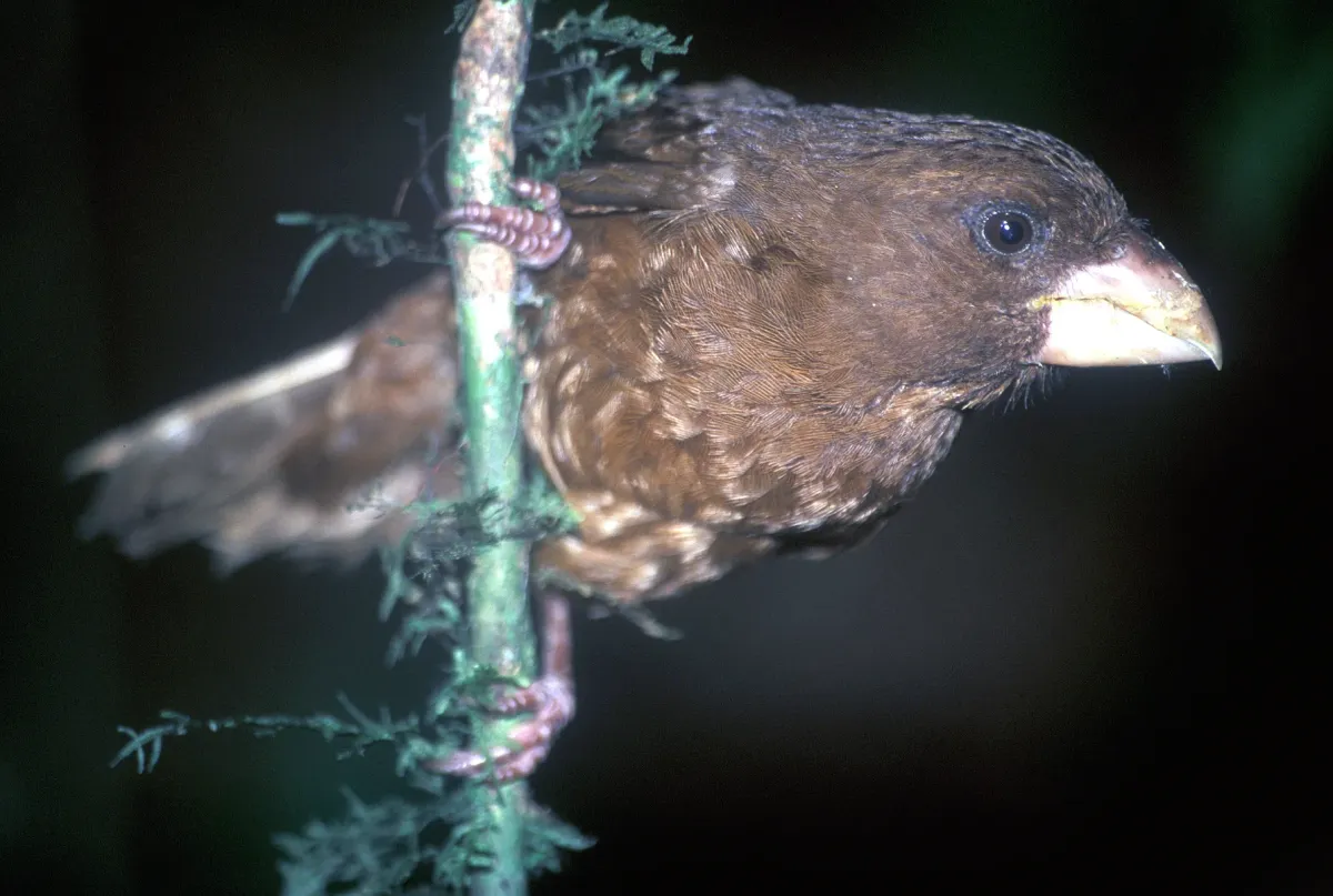 File:Crithagra concolor (10.3897-BDJ.11.e110428) Figure 2c.jpg