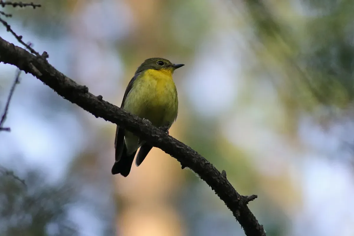 File:Green-backed Flycatcher (Ficedula elisae) (35220306220).jpg
