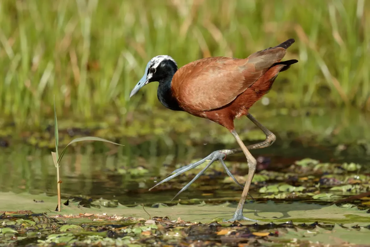 File:Actophilornis albinucha 452184974.jpg