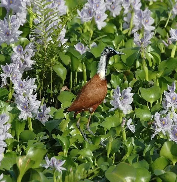 File:Actophilornis albinucha 3013965.jpg