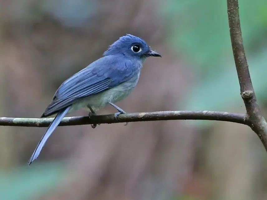 File:Eutrichomyias rowleyi, Sangihe, Indonesia 435260094 (cropped).jpg