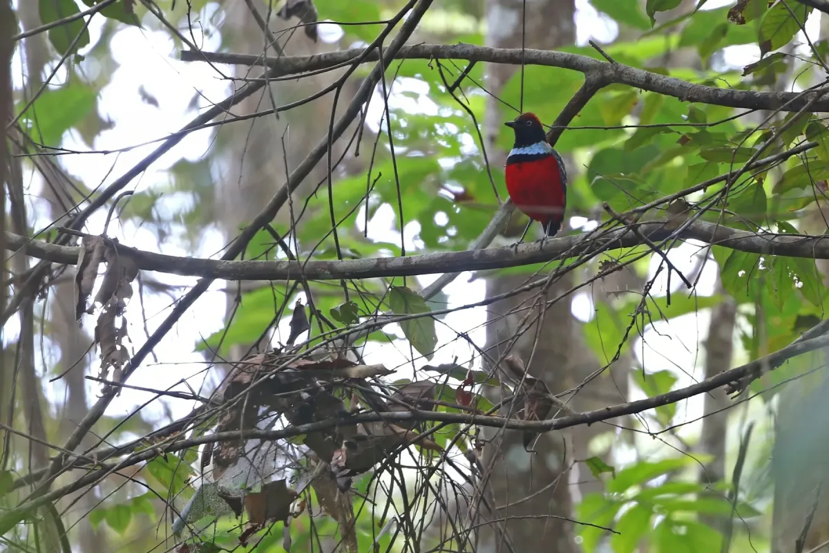 File:Erythropitta dohertyi 435261762.jpg