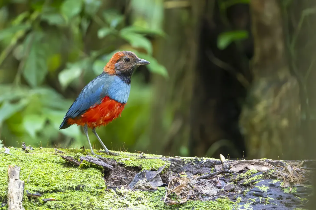 File:Erythropitta macklotii 586736954.jpg