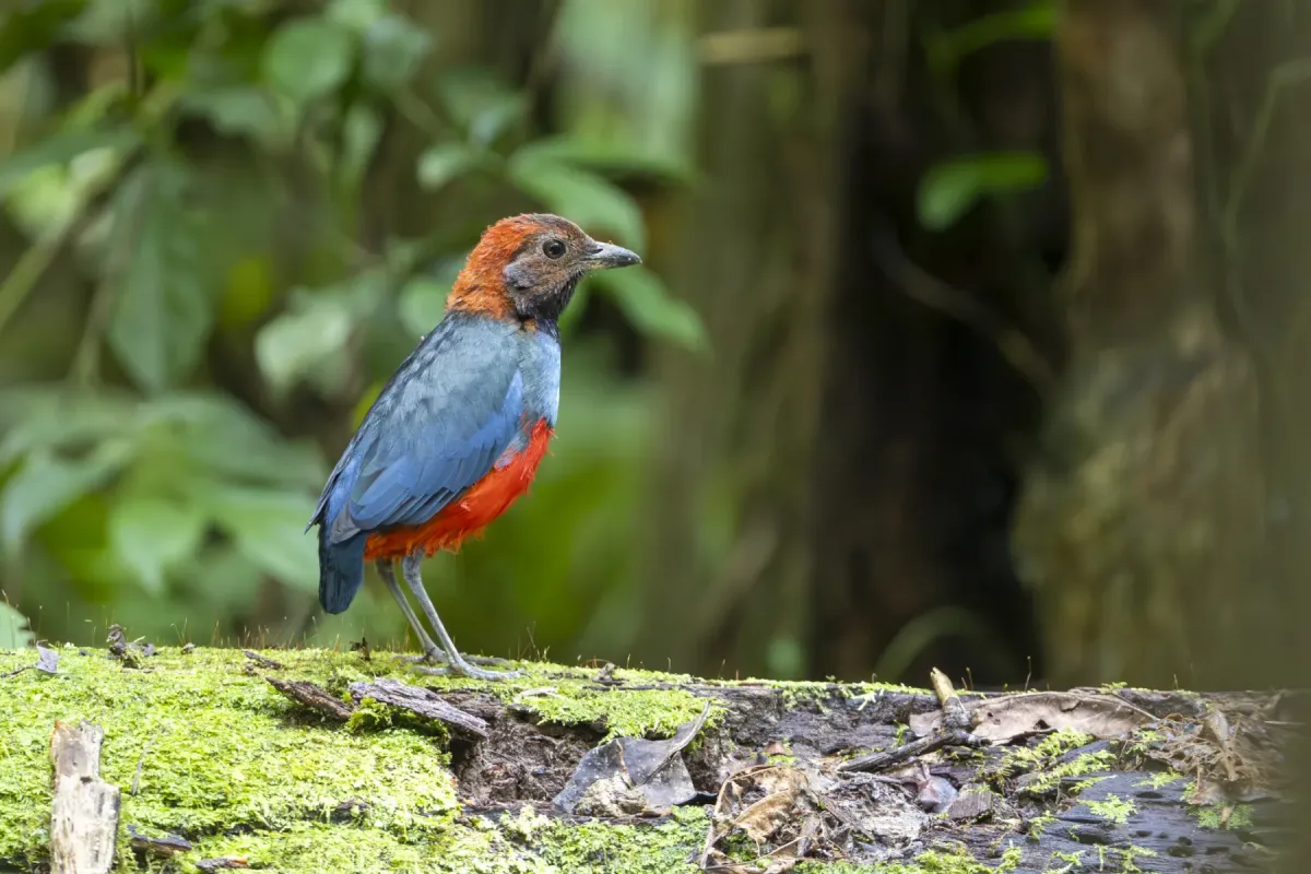 File:Erythropitta macklotii 586736850.jpg