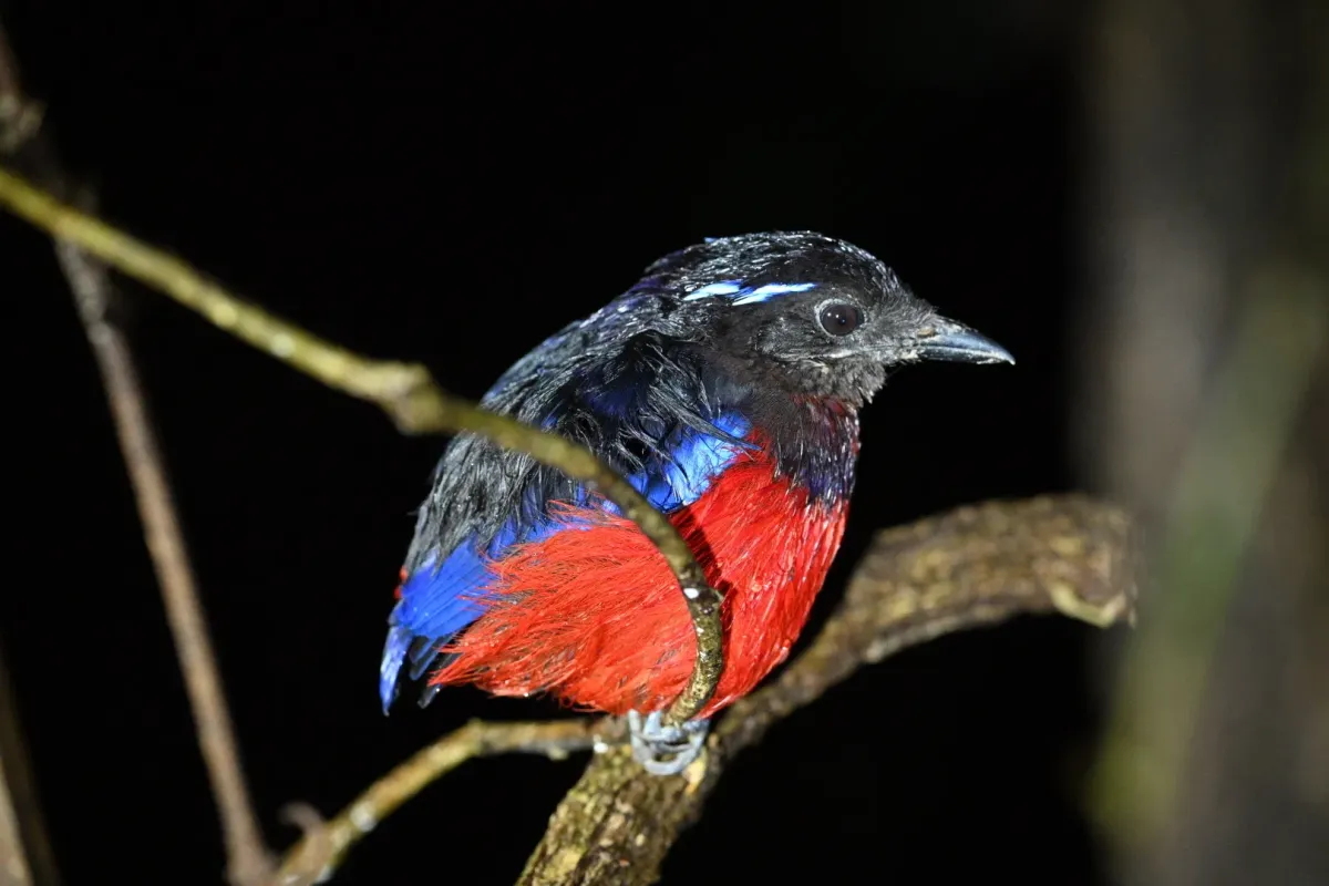 File:Erythropitta ussheri 577945468.jpg