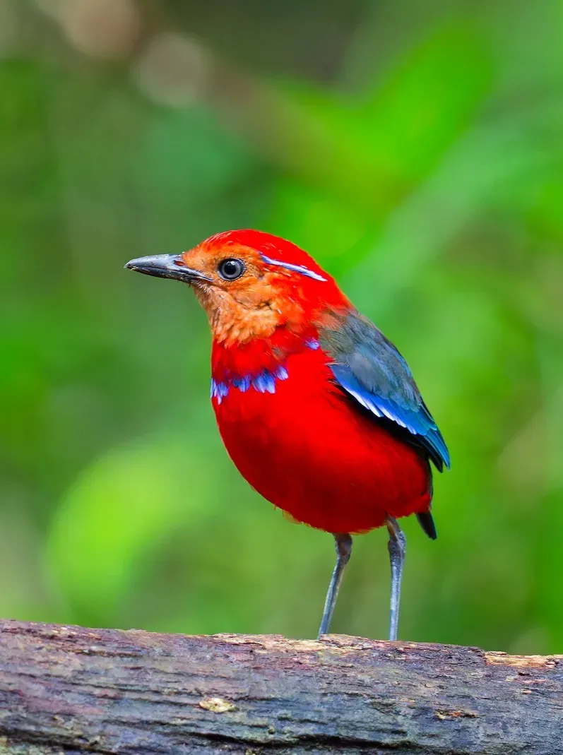 File:Erythropitta arquata 578045374.jpg