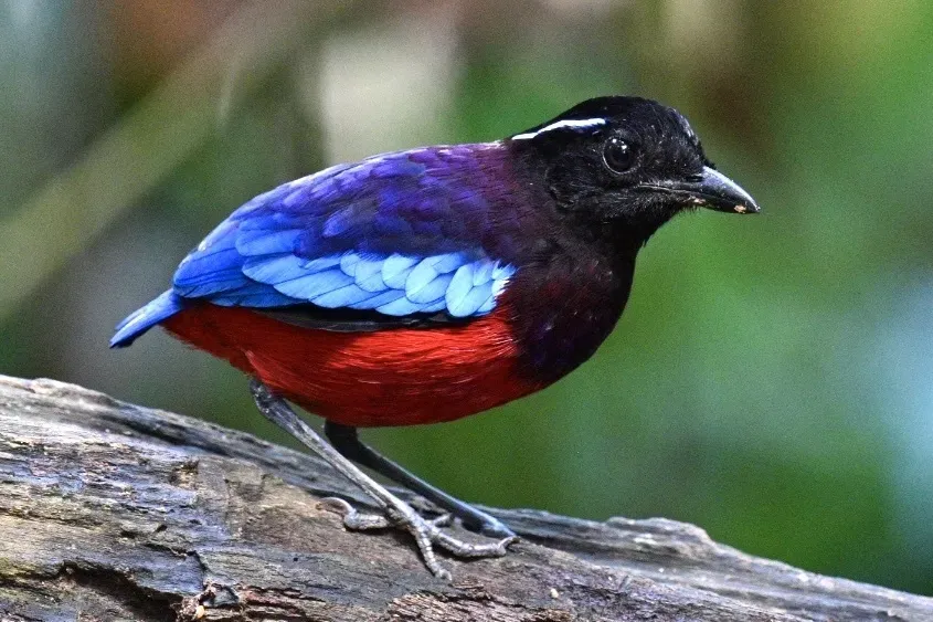 File:Erythropitta ussheri 580875333.jpg