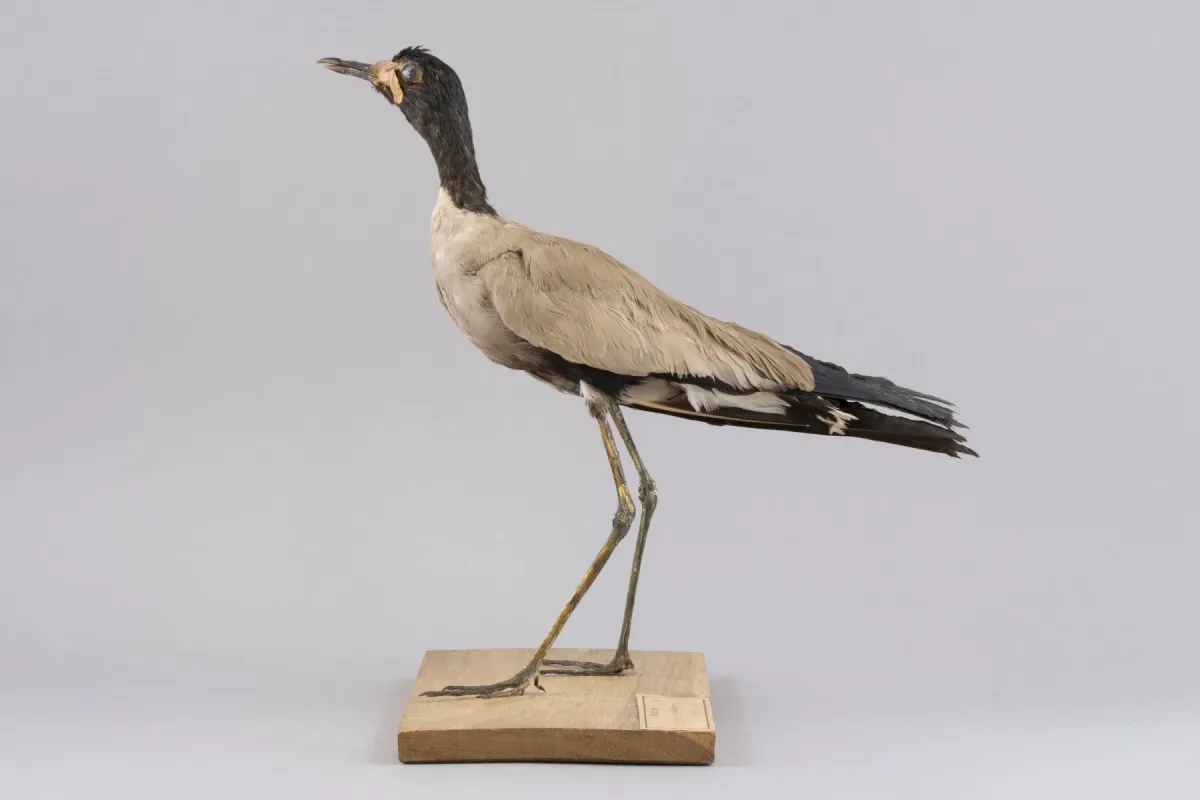 File:Javakiebitz (Vanellus macropterus), ausgestorbene Art, Java, Friedenstein Stiftung Gotha, Inv. 7980 (Ansicht 1).jpg