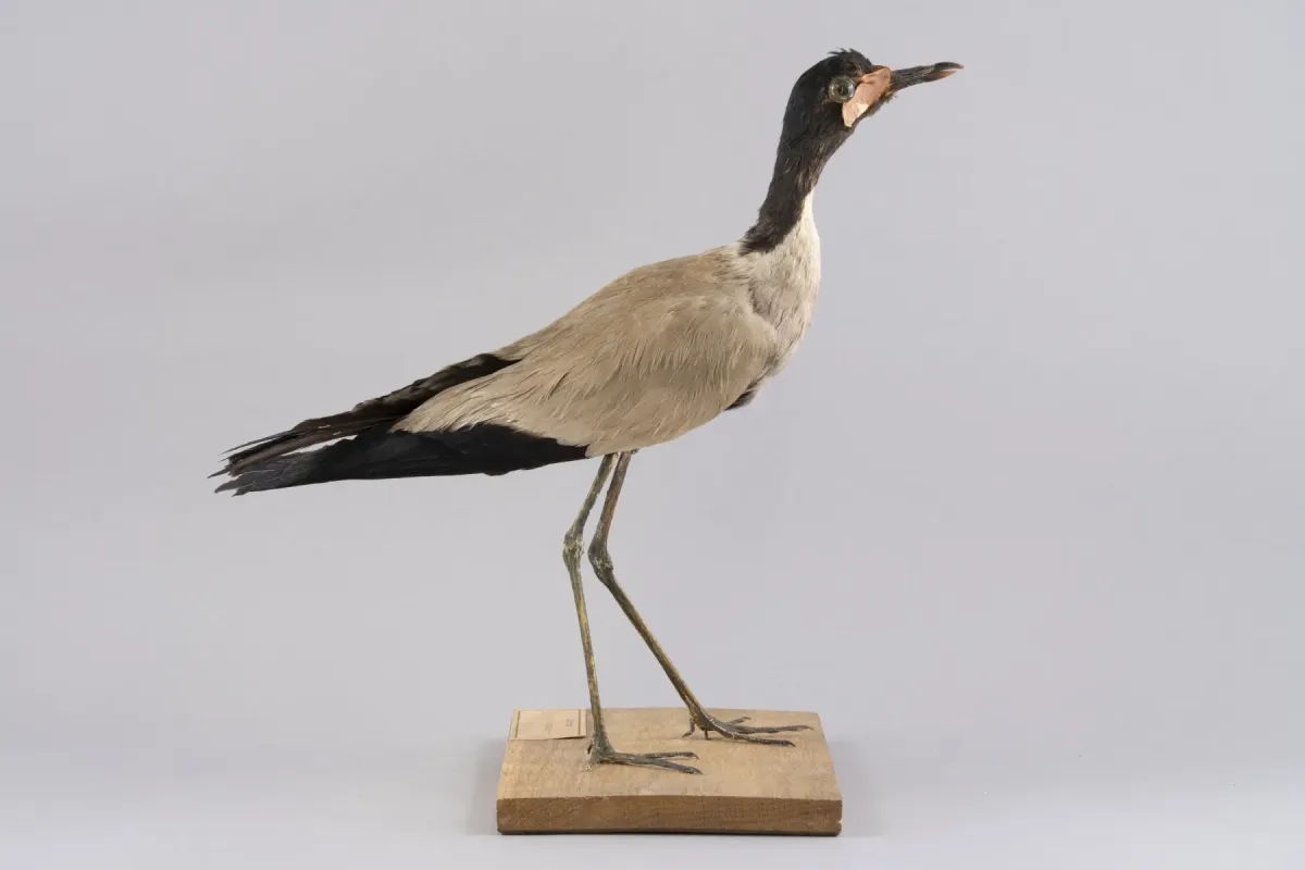 File:Javakiebitz (Vanellus macropterus), ausgestorbene Art, Java, Friedenstein Stiftung Gotha, Inv. 7980 (Ansicht 2).jpg