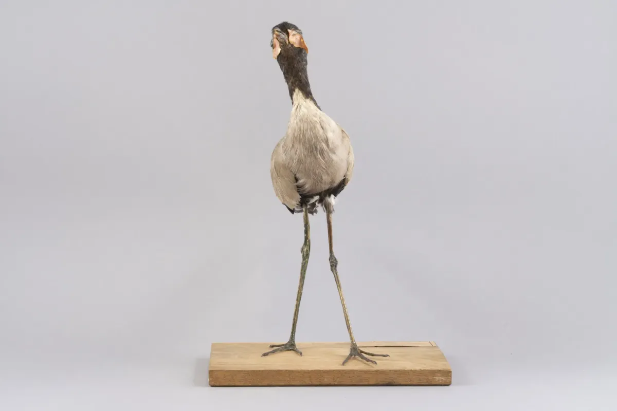 File:Javakiebitz (Vanellus macropterus), ausgestorbene Art, Java, Friedenstein Stiftung Gotha, Inv. 7980 (Ansicht 3).jpg