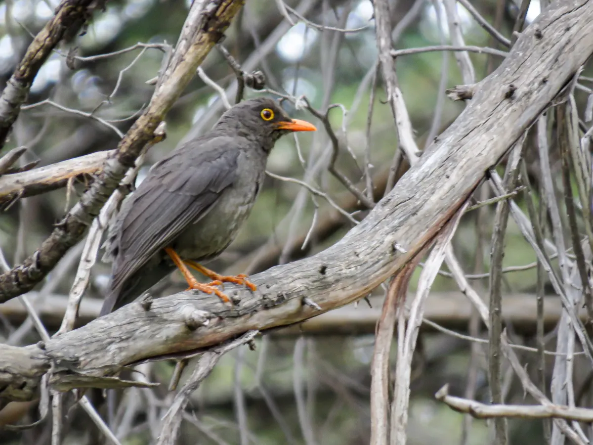 File:Turdus fuscater en el Fundo Yanama, distrito de Llocllapampa.jpg