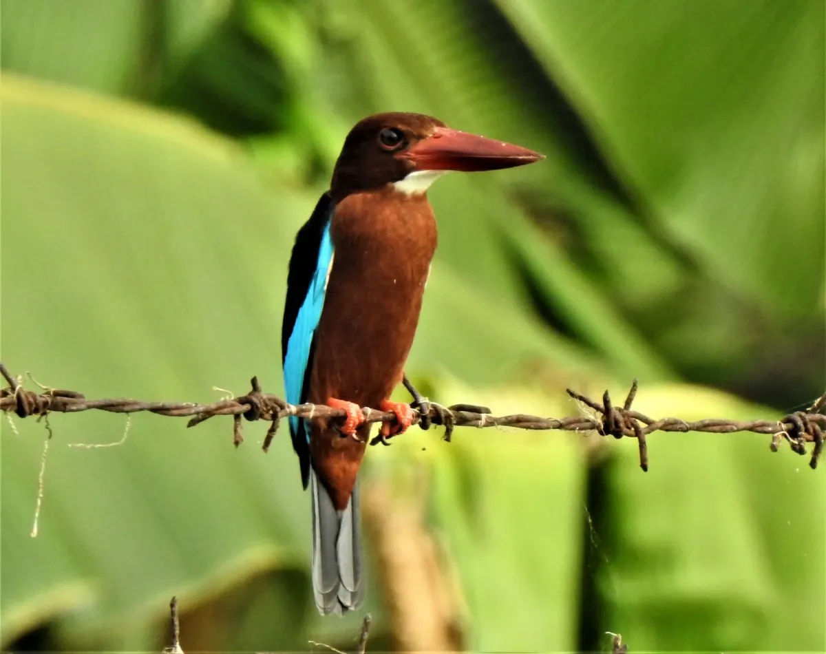 File:Halcyon gularis 32327968.jpg