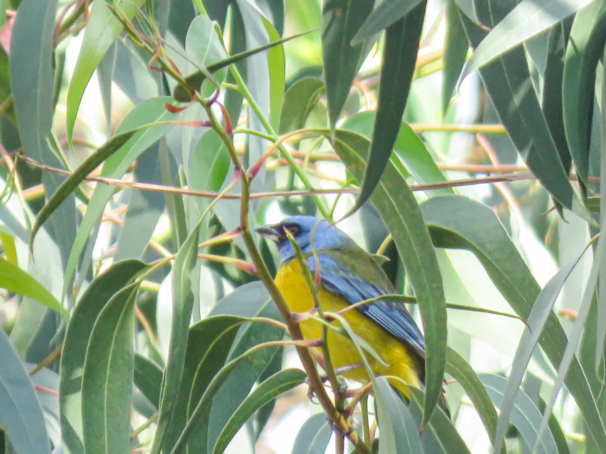 File:Rauenia bonariensis cerca de los molles patrimoniales del Santuario Arqueológico de Wariwillka.jpg