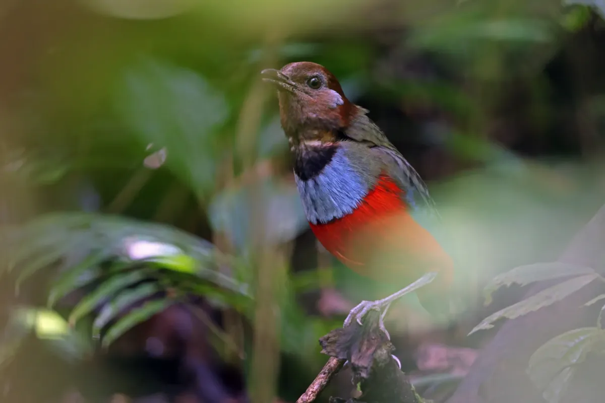 File:Erythropitta rubrinucha 440527985.jpg