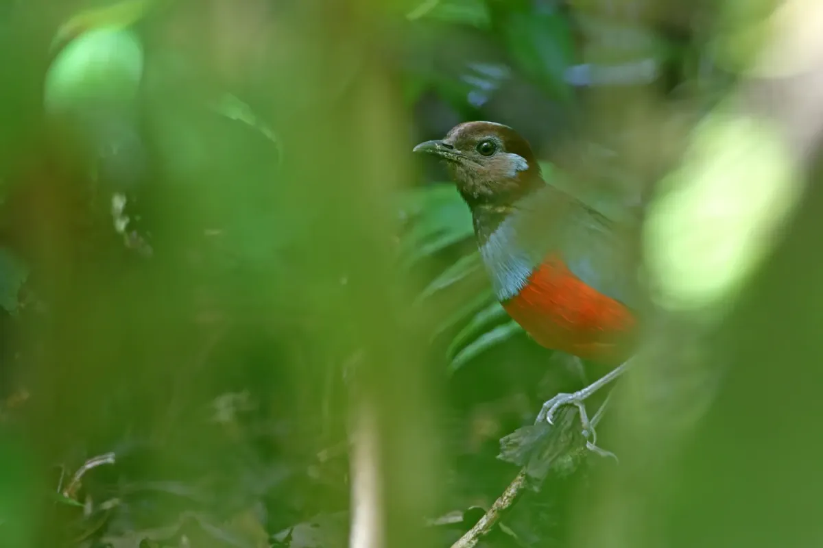 File:Erythropitta rubrinucha 440527826.jpg