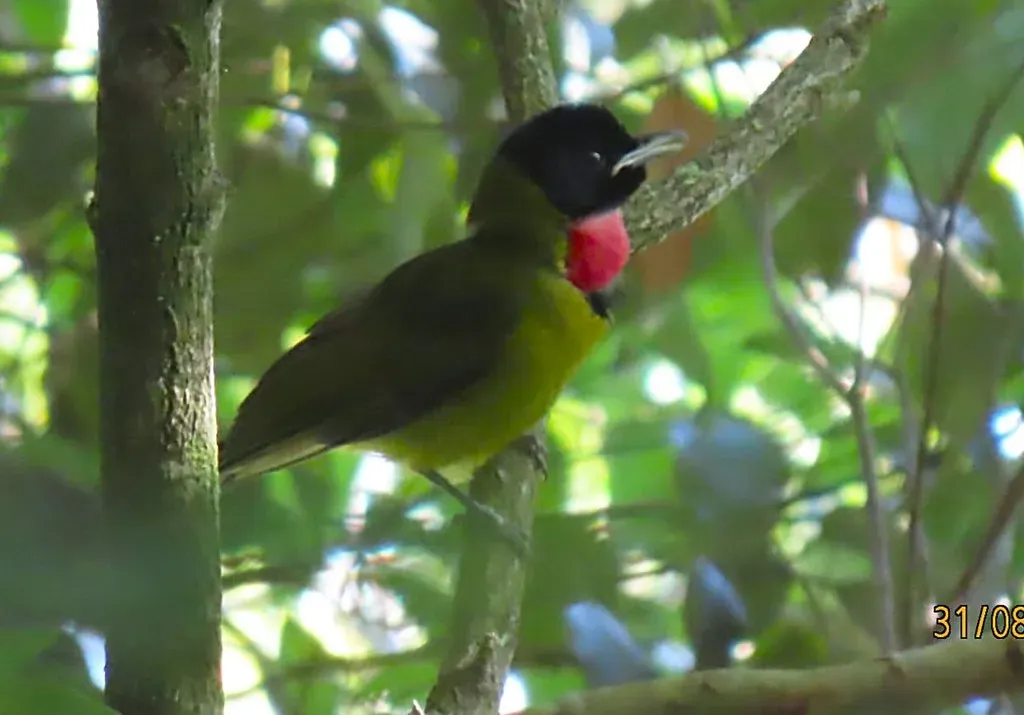 File:Pachycephala nudigula.jpg