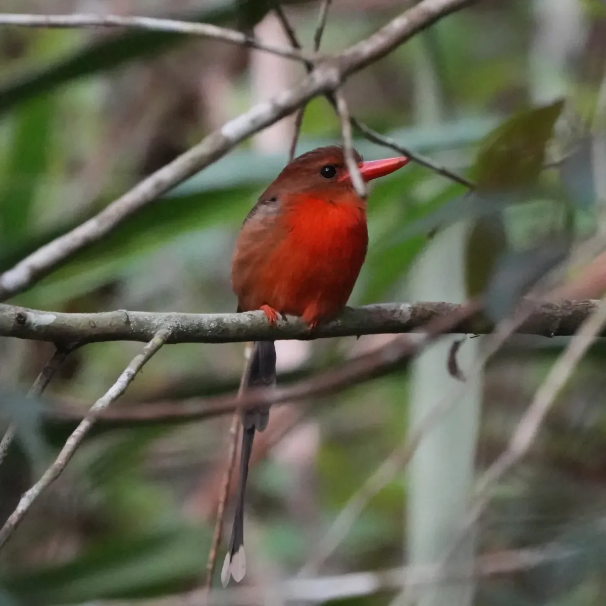 File:Tanysiptera danae 575613406.jpg