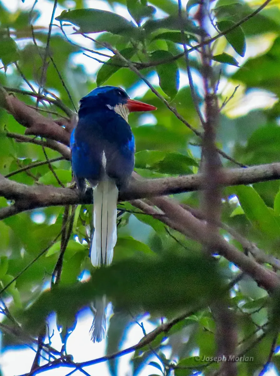 File:Tanysiptera ellioti 338169804.jpg