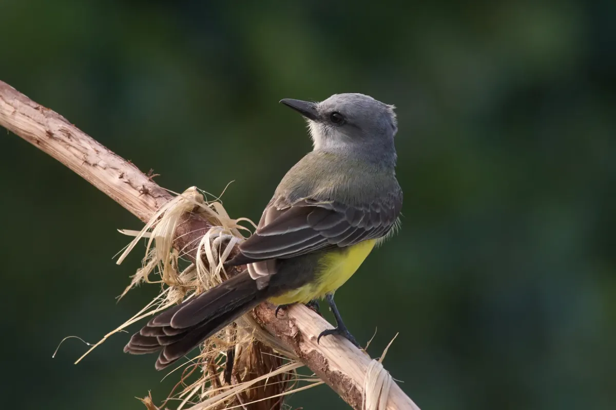 File:Tropical Kingbird (Tyrannus melancholicus).jpg