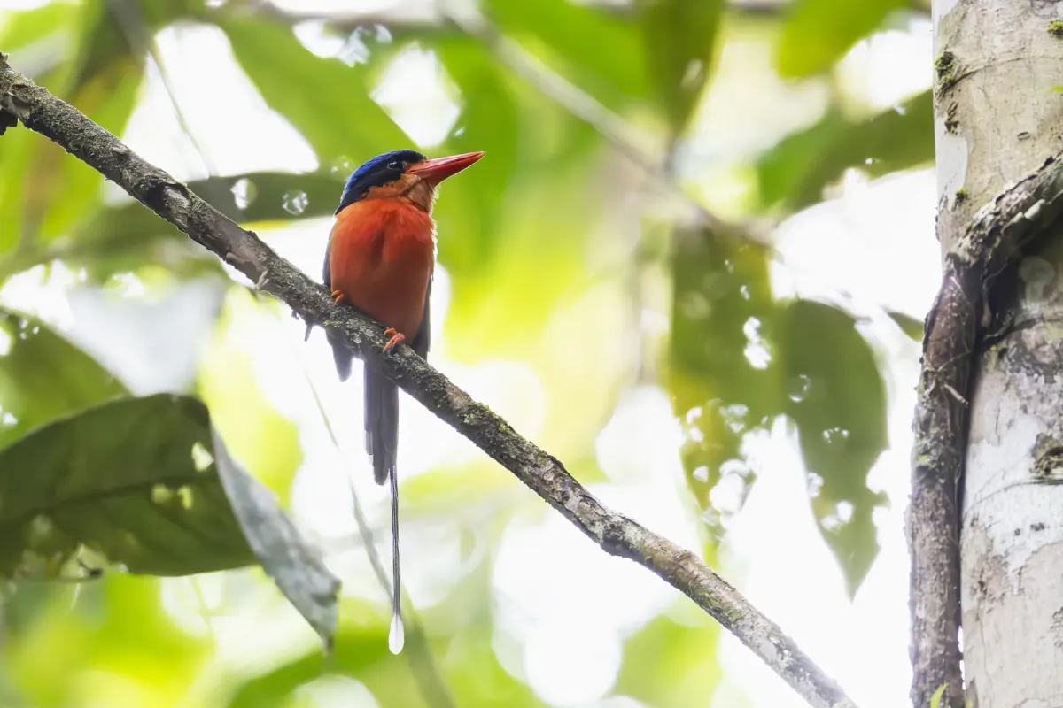 File:Tanysiptera nympha 579438959.jpg