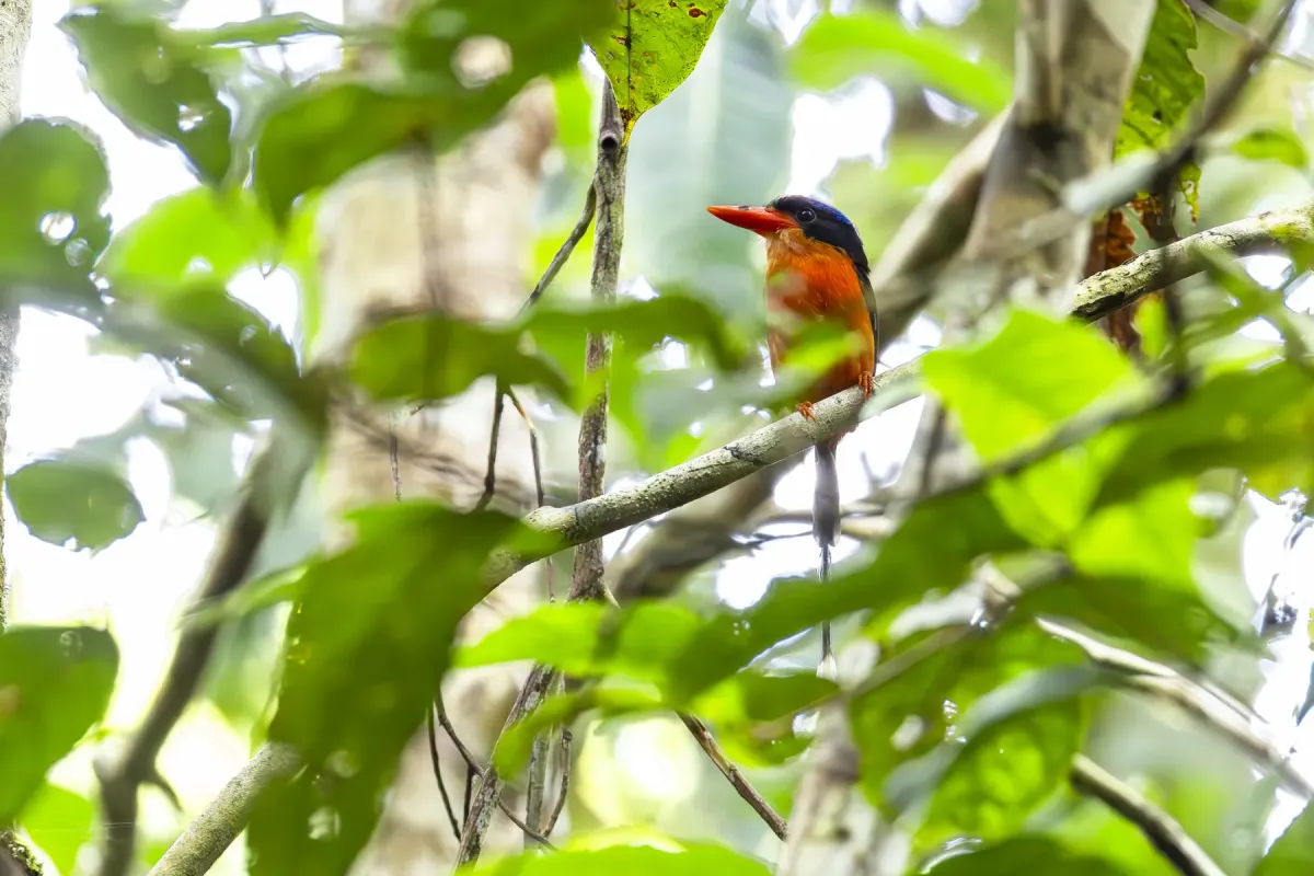 File:Tanysiptera nympha 579438969.jpg