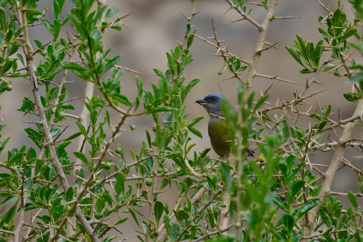 File:Tangara Azul y Amarilla (Rauenia bonariensis) en el Santuario Arqueológico de Wariwillka.jpg