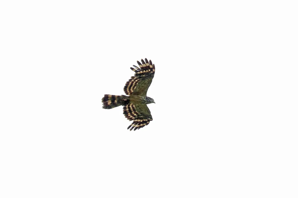 File:Long-tailed honey-buzzard (Henicopernis longicauda) 01.jpg