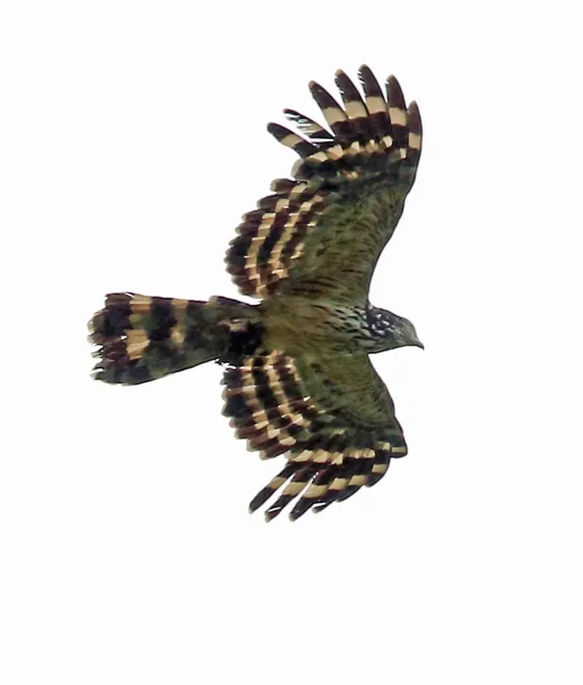 File:Long-tailed honey-buzzard (Henicopernis longicauda) cropped.jpg