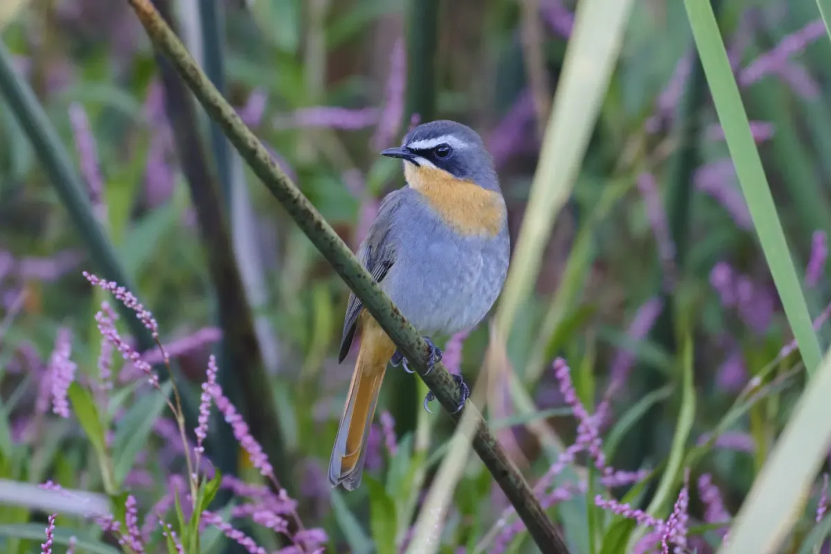 File:Dessonornis caffer - Лариса Артемьева - 601242286.jpeg