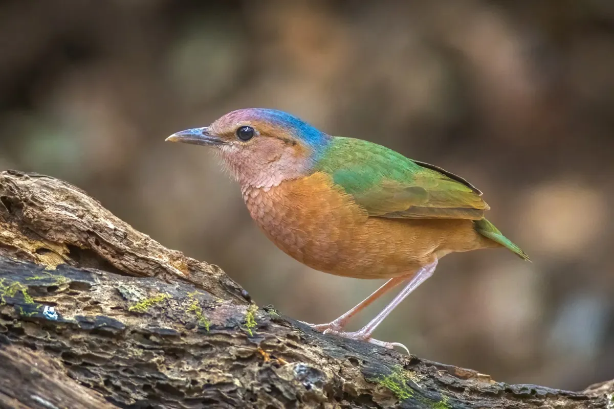 File:Hydrornis soror 353320404.jpg