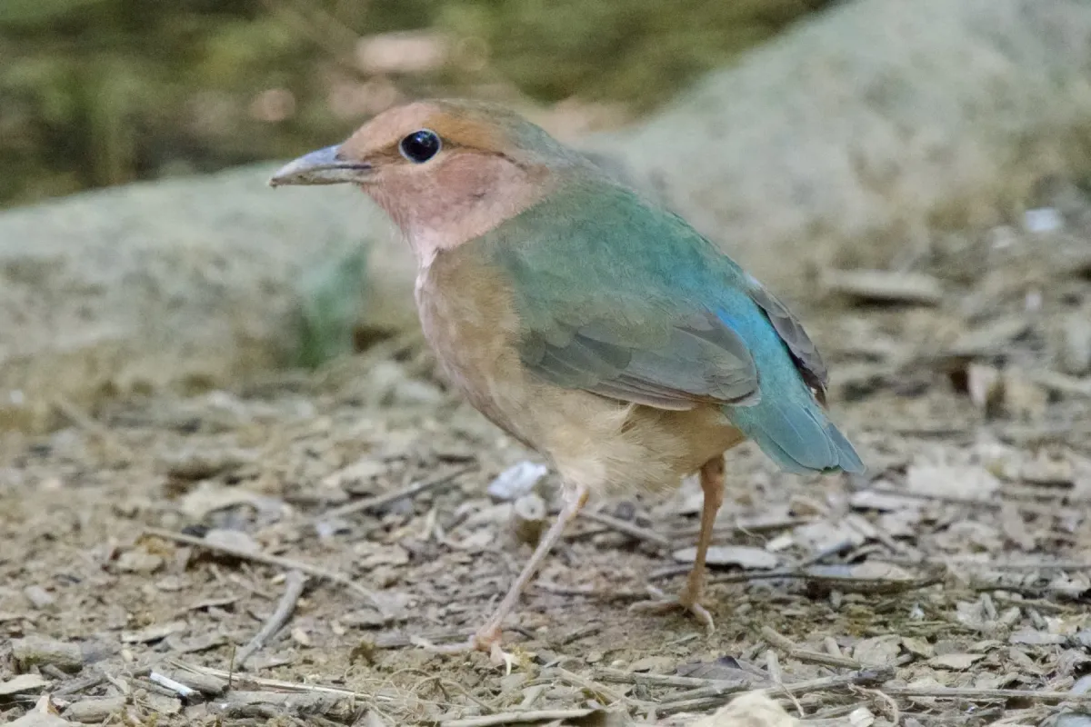 File:Hydrornis soror 249087733.jpg