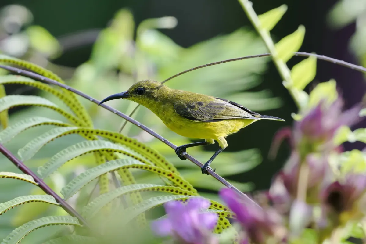 File:Cinnyris ornatus - Лариса Артемьева - 601023592.jpeg