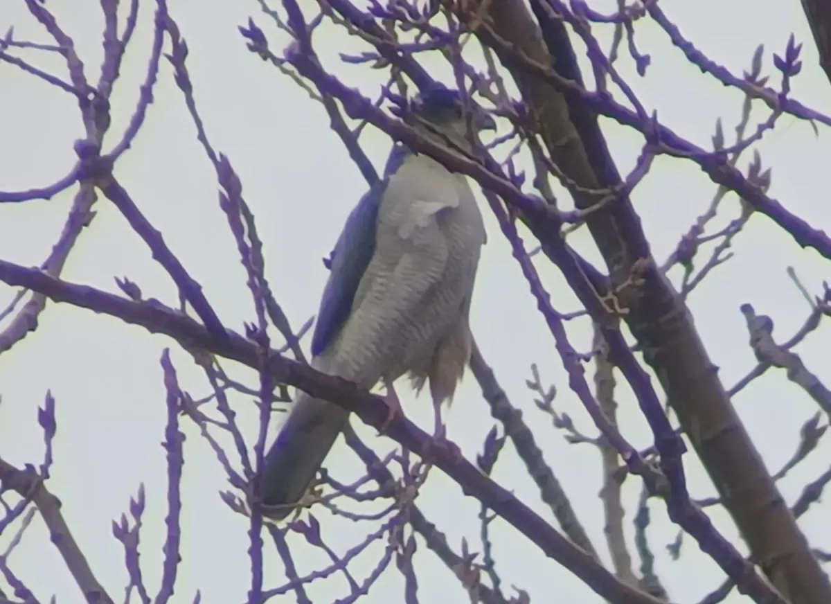 File:Astur cooperii × atricapillus.jpg