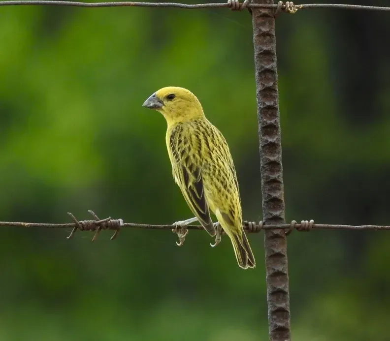 File:Anomalospiza imberbis, Pilanesberg National Park, South Africa 1.jpg
