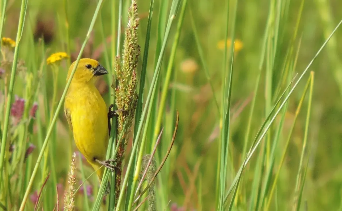 File:Anomalospiza imberbis, Newlands, Harare, Zimbabwe 1.jpg