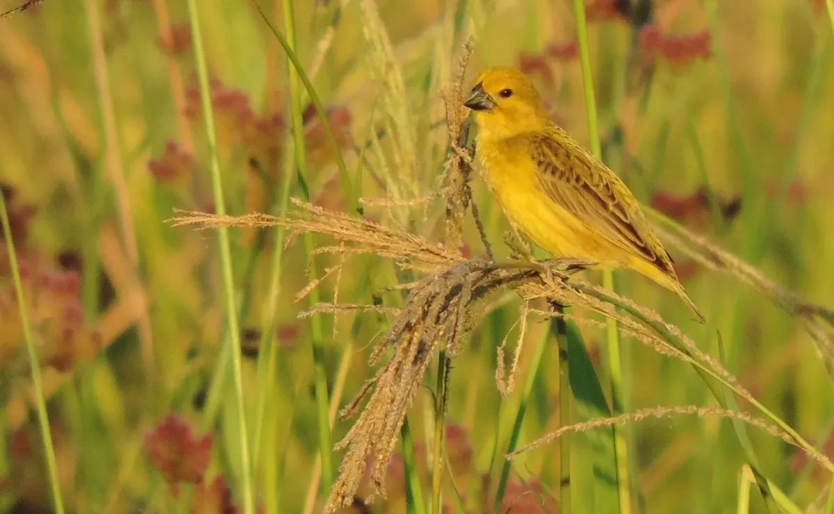 File:Anomalospiza imberbis, Newlands, Harare, Zimbabwe 2.jpg
