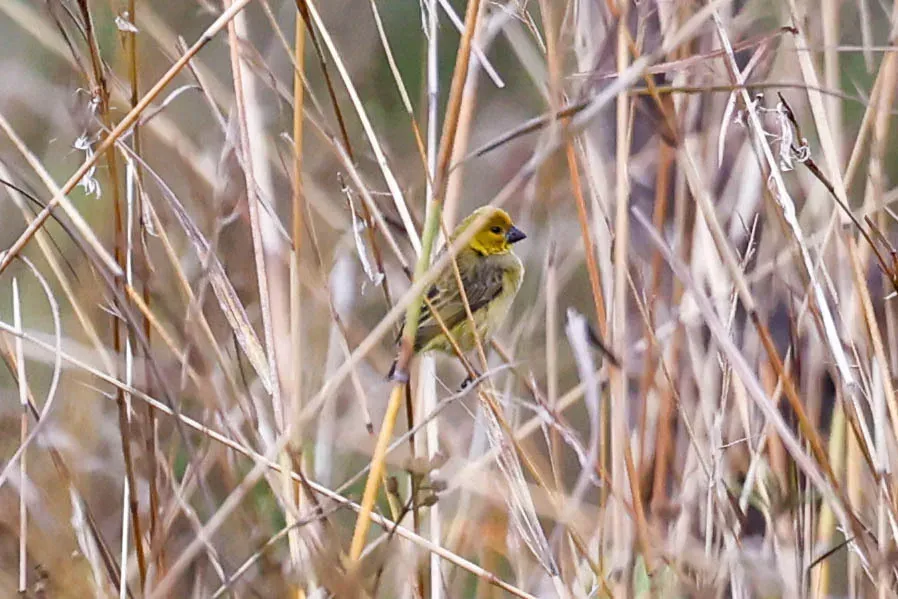 File:Anomalospiza imberbis, Mukangani, Zambia 1.jpg