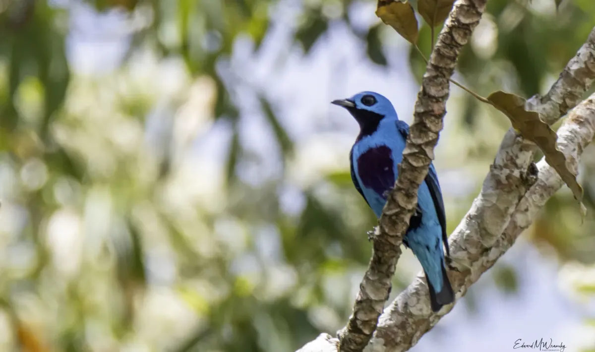 File:Cotinga ridgwayi 473336539.jpg