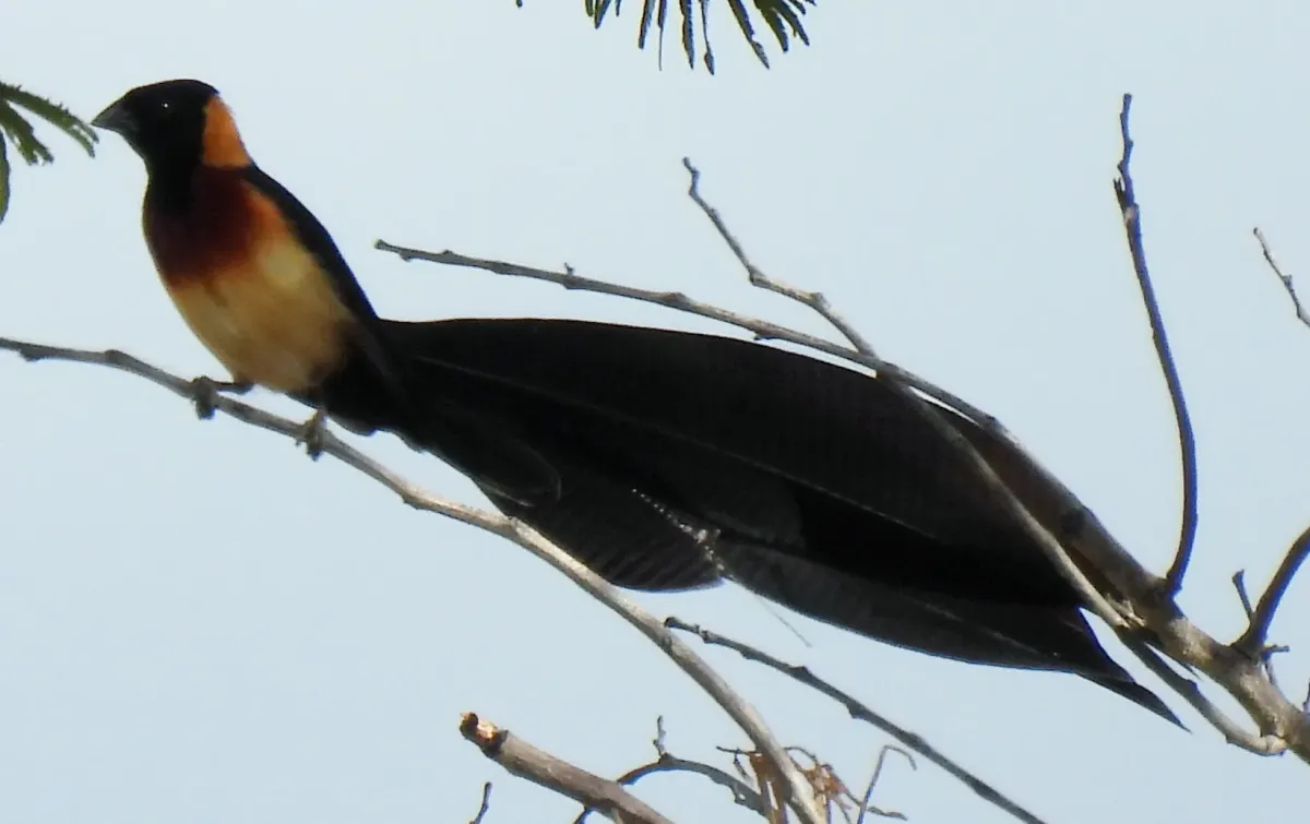 File:Broad-tailed Paradise Whydah Vidua obtusa, Livingstone, Zambia 1.jpg