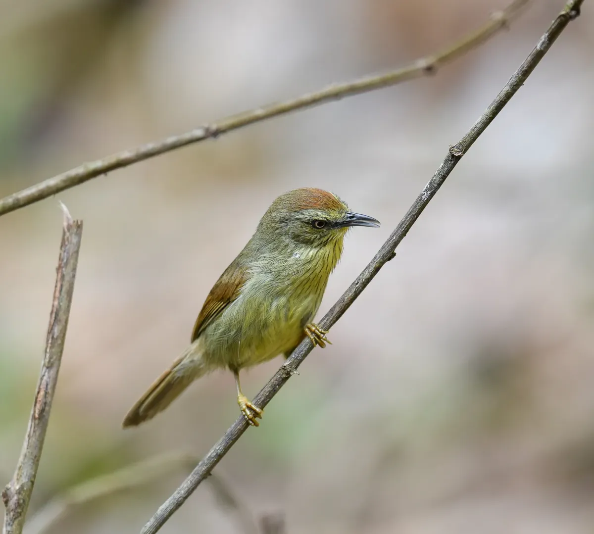 File:Mixornis gularis 544329856.jpg