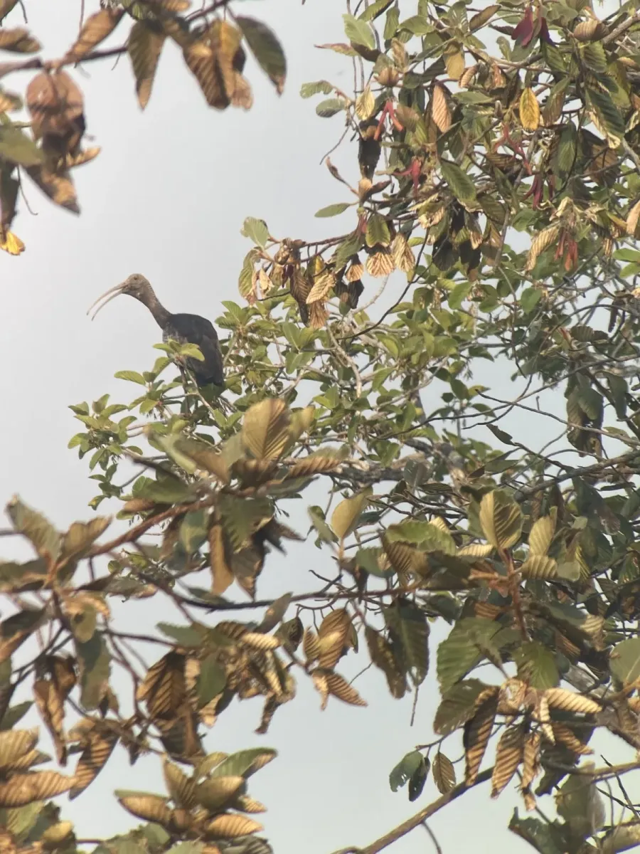 File:Giant Ibis ( Pseudibis gigantea) 01.jpg