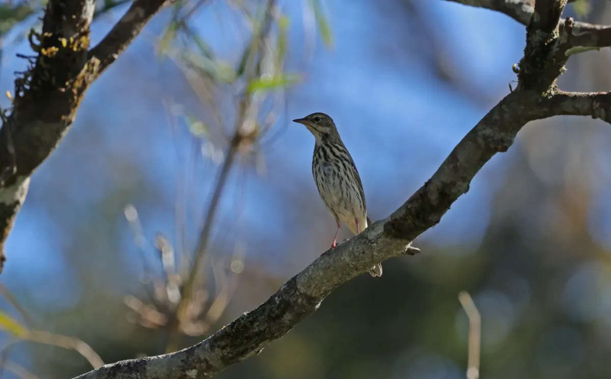 File:Olive-backed pipit (Anthus hodgsoni).jpg