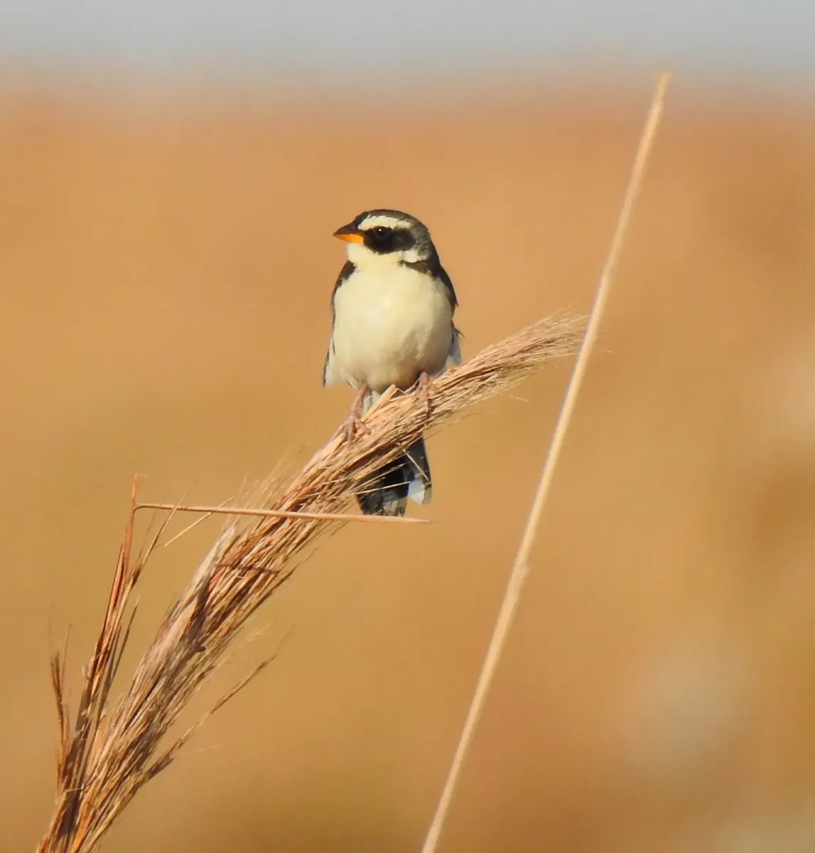 File:Coryphaspiza melanotis 157864218.jpg