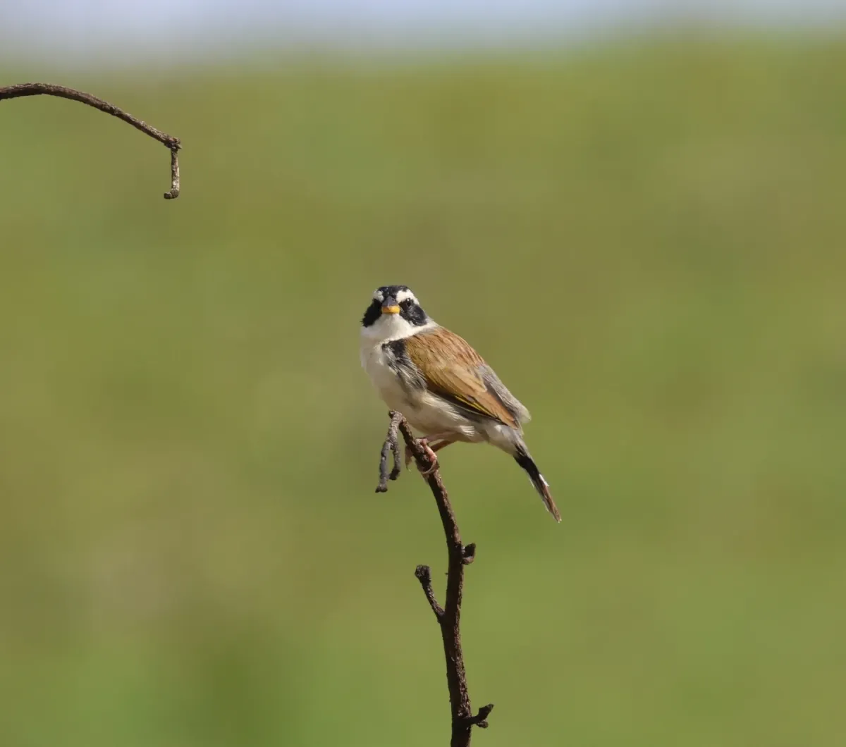 File:Coryphaspiza melanotis 503082086.jpg
