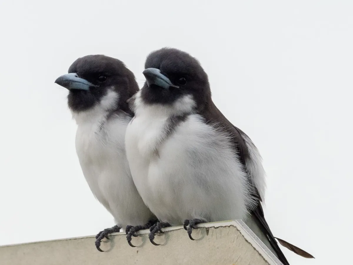 File:Artamus mentalis - William Stephens - 60382775.jpeg